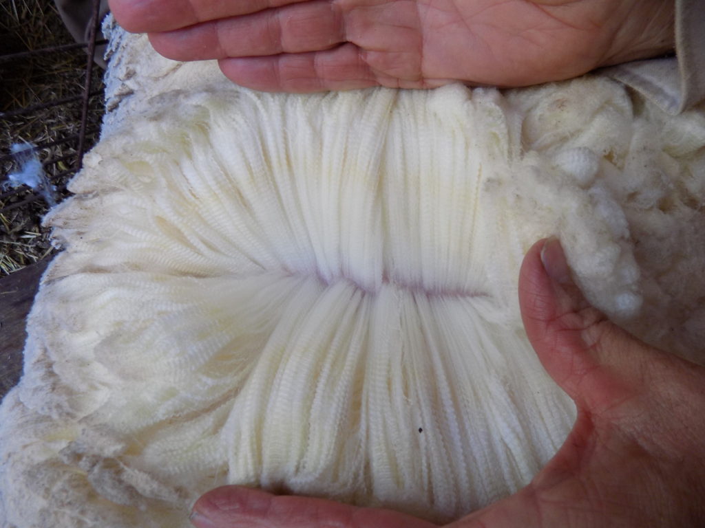 Improving Your Flock’s Wool & Fiber Quality Workshop